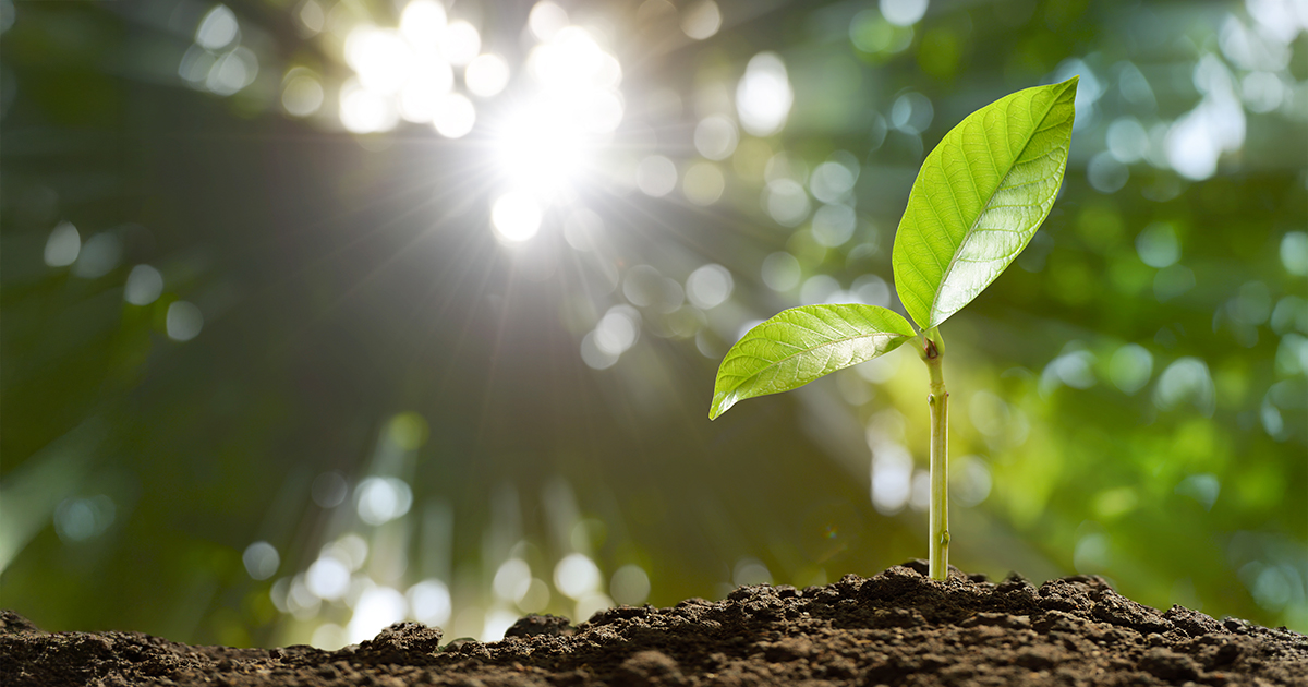 Jeune plante verte poussant dans la terre avec la lumière du soleil en arrière-plan. Cette image symbolise la durabilité, la protection de l'environnement, l'économie circulaire et une gestion responsable des ressources.